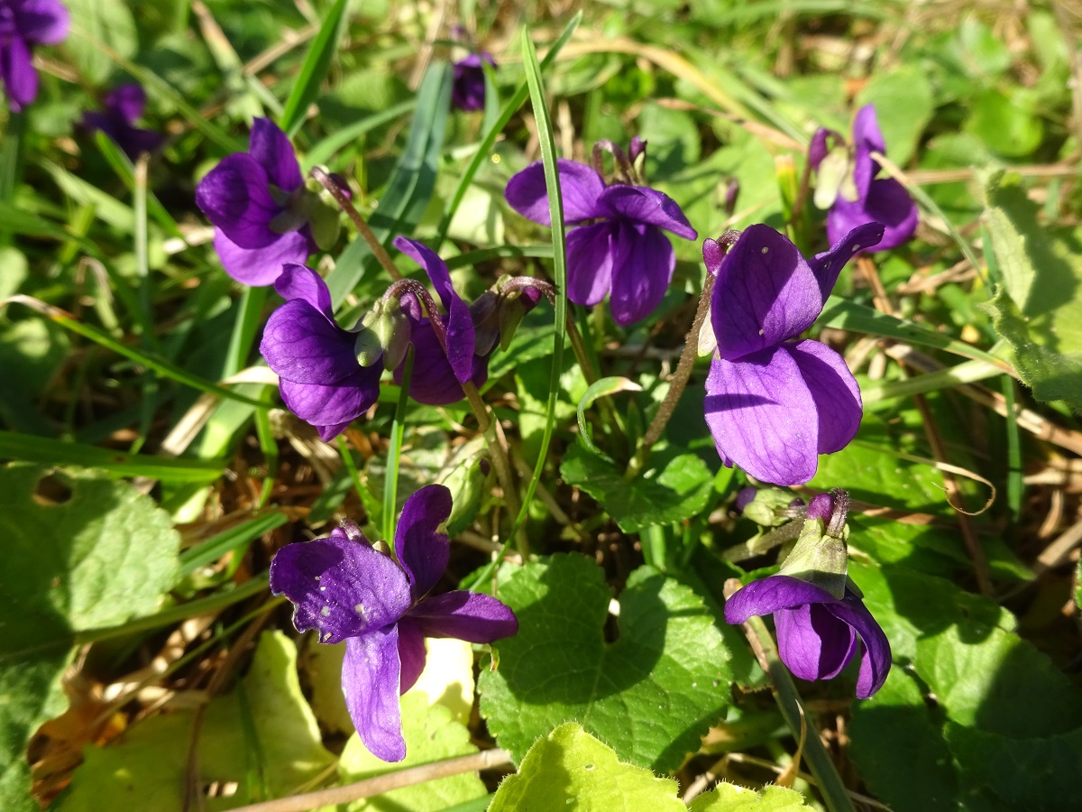 Viola odorata (Violaceae)